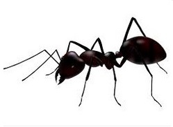 Ant Control